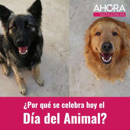 Dia Del Animal