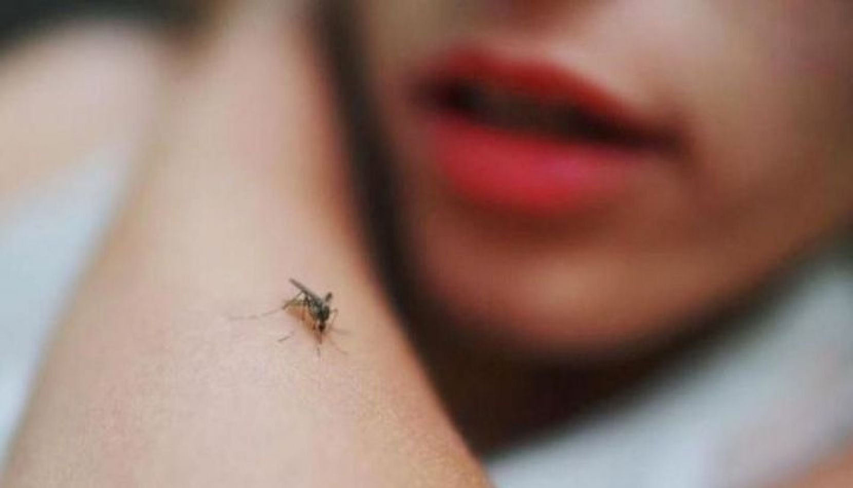 Alerta por un paciente con dengue hemorrágico en Cerrillos - Dengue - Ahora  Salta, Noticias en Salta, Argentina