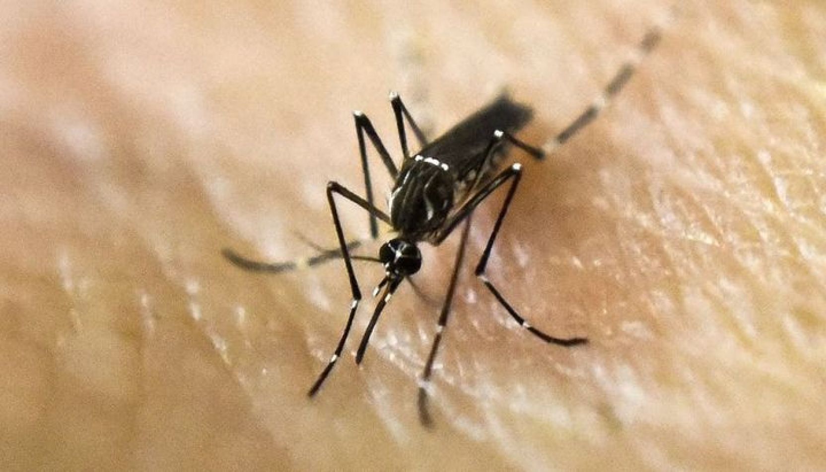 Alerta por el dramático aumento de los casos de dengue