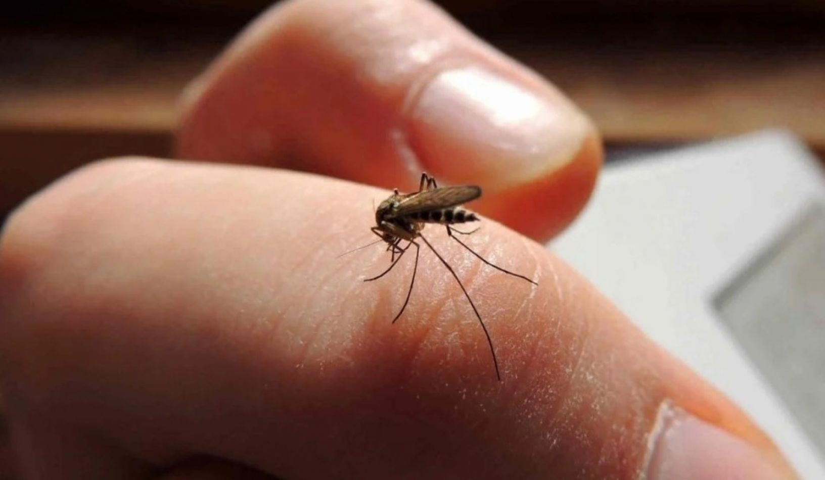 Nación asegura que en Salta son casi 5 mil los casos de dengue, pero Salud lo desmiente