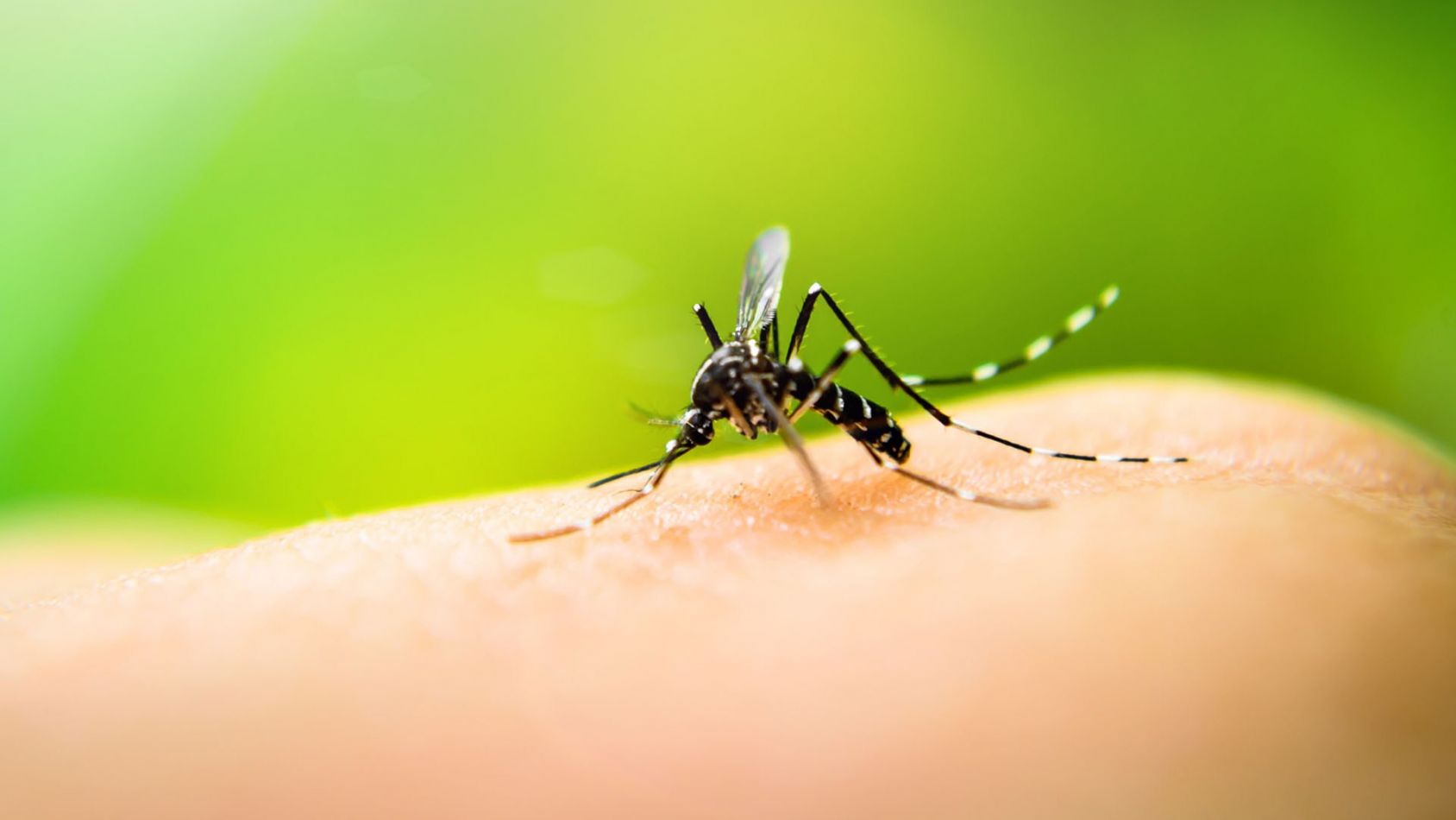 El 94% de los casos de dengue, en San Martín, Anta y Orán