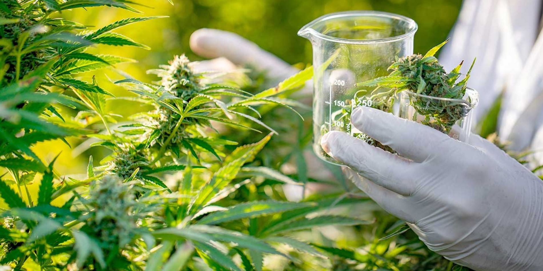 Diputados aprobó la ley que regula la industria del cannabis medicinal