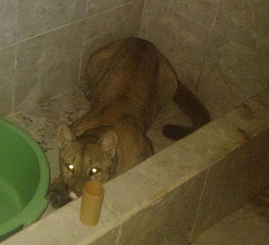 Un puma se metió a una casa en el Barrio Juan Manuel de Rosas