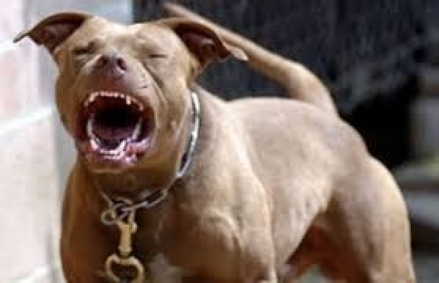 Preocupación por dos pitbulls sueltos y agresivos en el Bº Antártida Argentina
