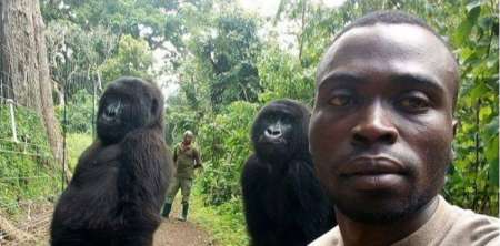 La verdadera historia de la selfie con los gorilas que se volvió viral