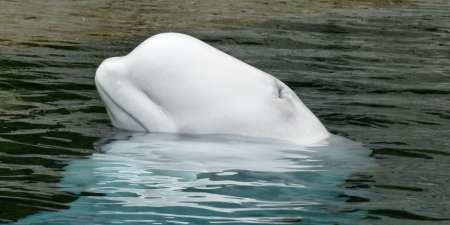 Se le cae el celular al mar mientras hace turismo y ballena beluga lo recoge y se lo devuelve