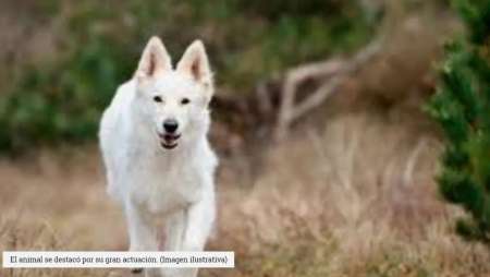 Perro se hace "el muertito" para no bañarse
