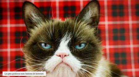 Tristeza mundial: murió la gatita más famosa de Internet