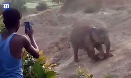 Elefanta furiosa mató a un hombre que fotografiaba a su cría muerta