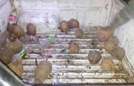 Llevaba 25 quirquinchos en la caja de su camioneta en La Estrella