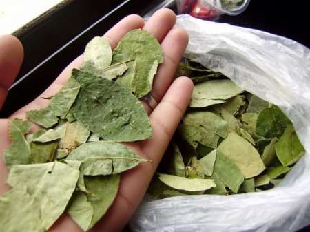 Alerta sanitaria en Bolivia: ¿Sabes el origen de la coca que consumís?