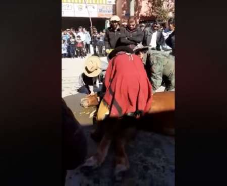 Caballo muere en medio del desfile