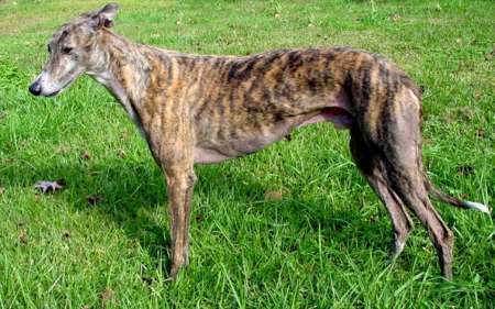 Perrita recibió 17 tiros, sobrevivió y ahora es acompañante terapéutica