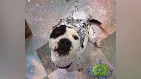 'Perros extraterrestres': un refugio de animales de Oklahoma saca ventaja de la fiebre por el Área 51