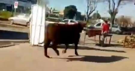 Escapan toros de un frigorífico y uno lastima a una mujer