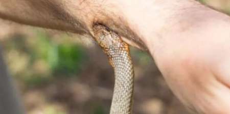 Borracho despedazó a mordiscos a serpiente que entró a su casa y lo mordió