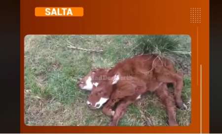Video: nació un ternero con dos cabezas en Salta