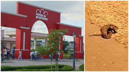 Terror en el parque Bicentenario: apareció una yarará y las familias temen por los niños [FOTO]