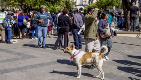 Milagro en Salta: Perros peregrinos serán identificados con cintas de colores
