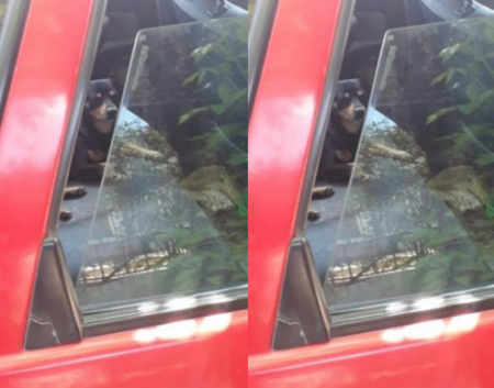 Dejó a su perrito encerrado en el auto y los vecinos se indignaron: "No para de chillar"