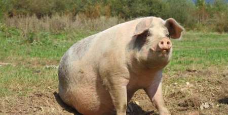 China cría cerdos gigantes como "osos polares" por la escasez de carne