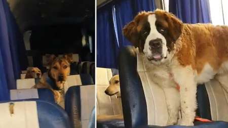 Se viralizó el video de un paseador que lleva a los perros en un micro escolar: su historia