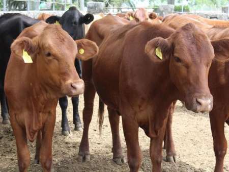 Investigadores salteños detectan un virus del ganado bovino que se confunde con la aftosa