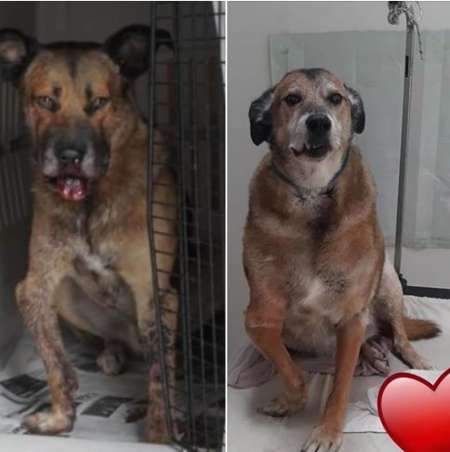 ¿Te acordás del perro Dardo? Así luce hoy, a 7 años de las lesiones por un petardo