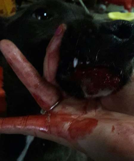 [HAY FOTOS] Gomero le reventó el hocico a golpes a una perrita callejera