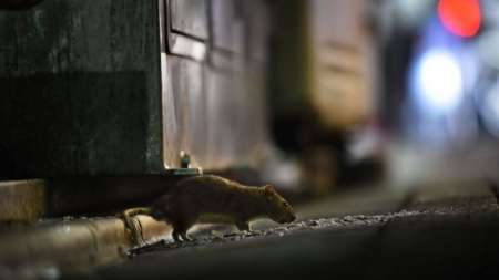 [URGENTE] En lo que va del año, 25 salteños fueron infectados con hantavirus