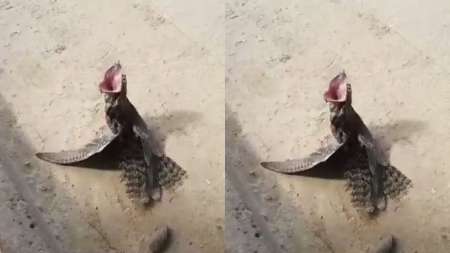 [HAY VIDEO] Apareció un kakuy en Salta y espantó a varios: "Llora como humano"