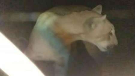 Pánico en una casa de Tafí Viejo: sintieron ruido y había un puma en una habitación