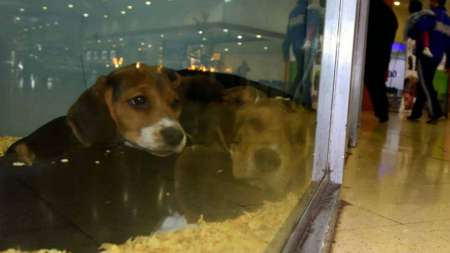 Las exhibiciones de animales en vidrieras a un paso de quedar prohibidas