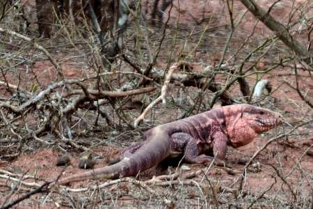 Ahora en Salta se podrá cazar y comer iguanas: los proteccionistas pusieron "el grito en el cielo"