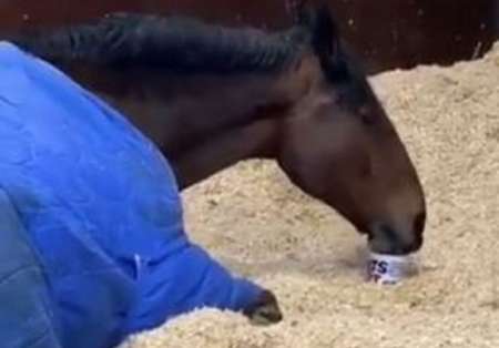 VÍDEO: Jake, el caballo policía que no quiere trabajar si no toma una taza de té