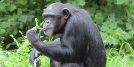 Un noble chimpancé lava la ropa de su cuidador