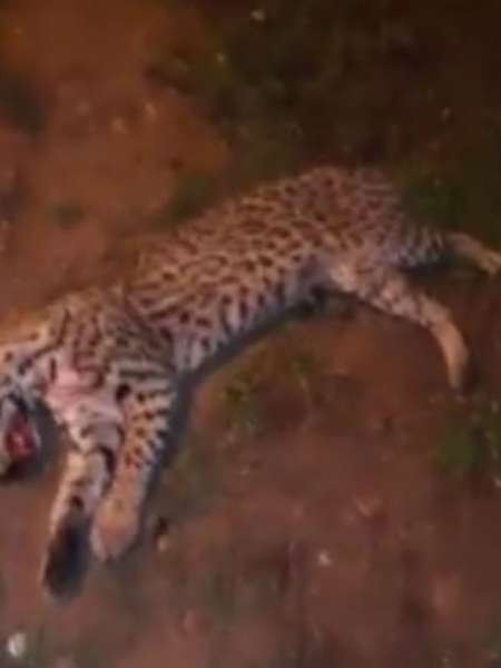 Mataron un Yaguareté cachorro y lo dejaron tirado al costado de la ruta