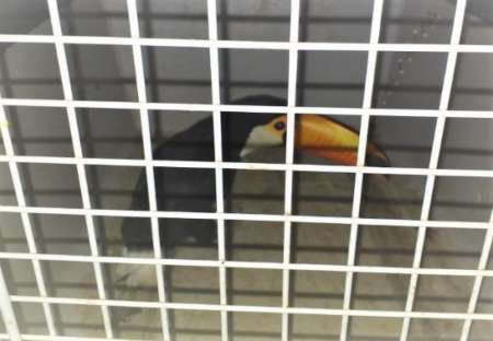 Vecino salteño tenía un tucán enjaulado y le dieron la cana: terminó muy mal