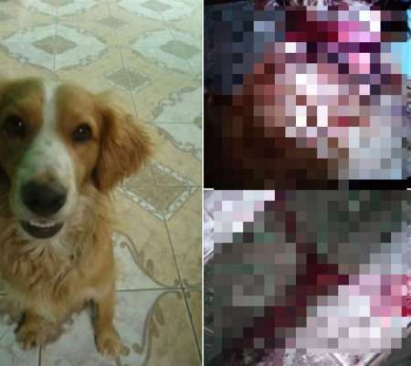 Empleado municipal salteño cortó entero a un perrito hasta matarlo