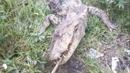 Sorpresa y temor en barrio Progreso por la aparición de un yacaré