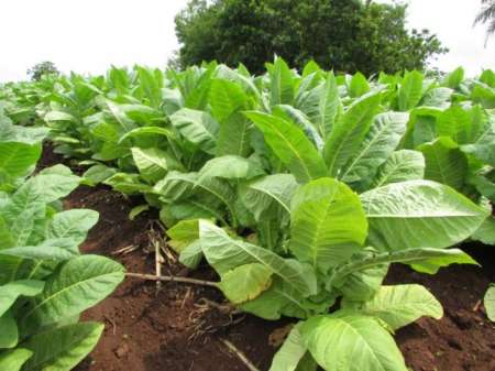 Una tabacalera salteña trabaja con paridad de género e incluyó a una chica trans