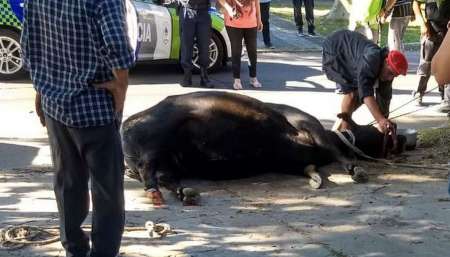 VIDEO Insólito: un toro robado que se escapó de sus captores persiguió a vecinos