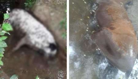 Piden juicio contra el finquero y su empleado por el envenenamiento de animales en San Luis