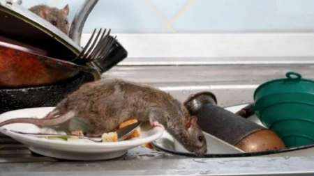 Un salteño murió por hantavirus