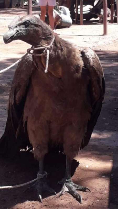 Mecánico tenía un cóndor atado en su taller