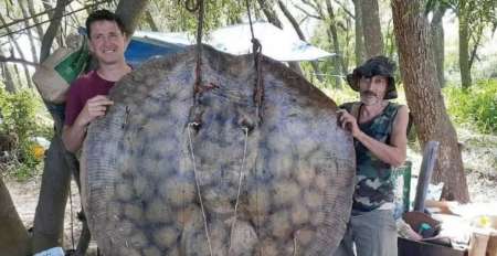 Pescaron raya de 153 kilos en el río Paraná