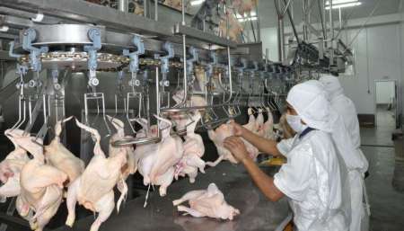 La actividad avícola salteña va en ascenso y llega a otras provincias