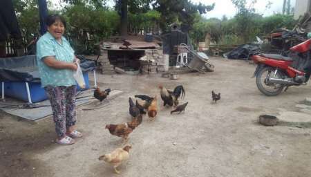 Familias con gallineros opinan sobre los dichos de Susana