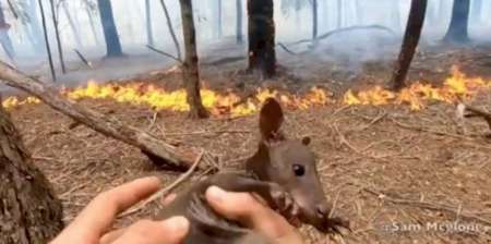 Un héroe: Así salvaba un bombero a un bebé canguro de las llamas en Australia