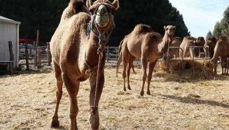 Australia sacrificará a miles de camellos salvajes que compiten por el agua en medio de la sequía